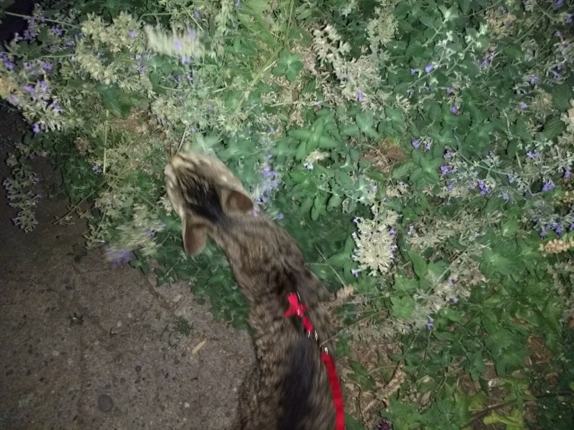 Wasabi, on a red harness and leash, rapturously sniffing a large bush of catmint.