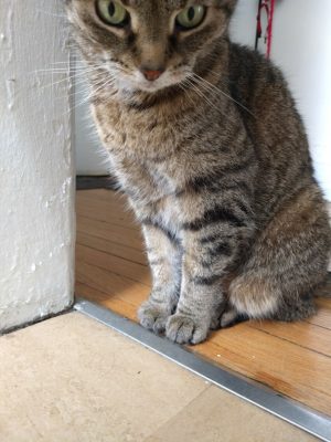 Wasabi sitting just outside the kitchen, her paws right at the edge of the metal strip separating the linoleum from the wood floor of the hallway.