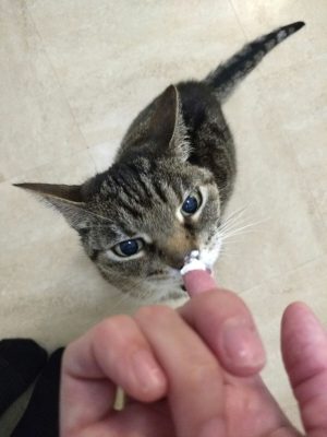 Wasabi rapturously licking a bit of yogurt off my finger.