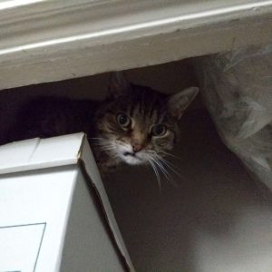 Wasabi on top of a banker's box on the top shelf of my closet, peering down out of the shadows with a snaggly little frown.