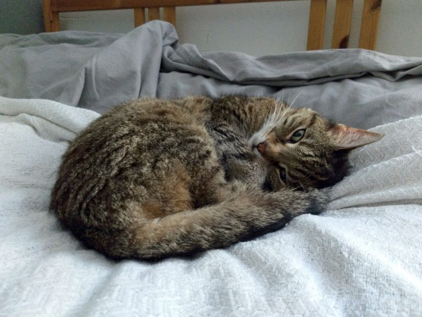 Wasabi curled up adorably on the bed, with her paw partly over her face and a coy expression.