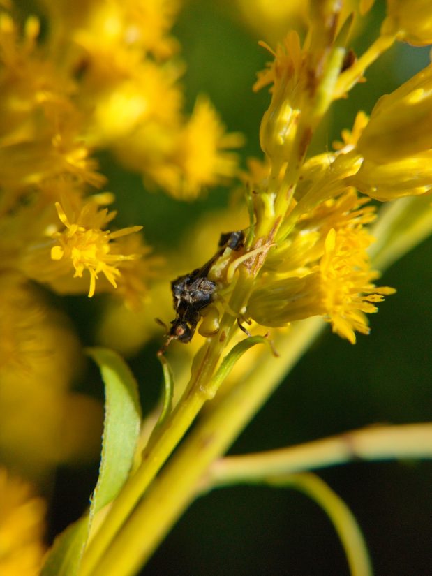 A black and yellow jagged ambush bug (Phymata) on flowering goldenrod.