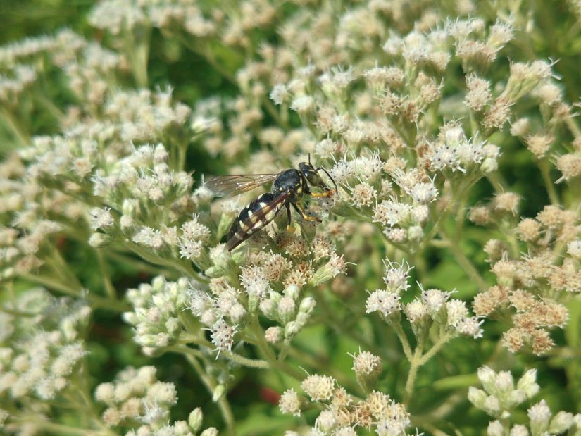 A light yellow and black wasp feeding on small white flowers that may be boneset or Joe-Pye weed.