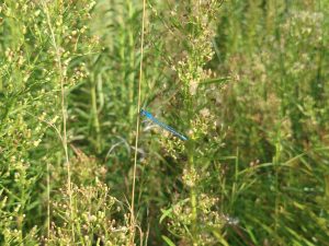 A slender vivid blue damselfly perched amid dense greenery.