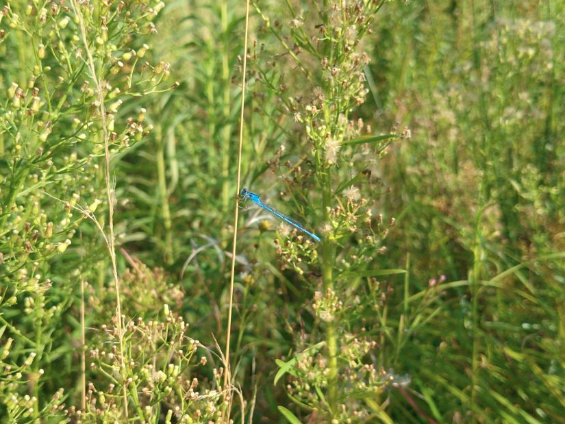 A slender vivid blue damselfly perched amid dense greenery.
