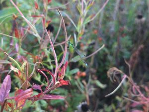 A neon green and black damselfly perches on pink-tinged plants on the edge of a meadow.