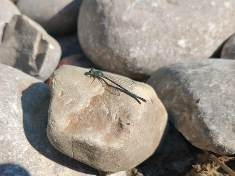 A light blue damselfly with green eyes rests on a small rock.