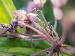 Light pink milkweed flowers are covered in a tangle of silk. A small mesh-web weaver hides inside.