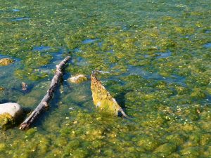 A very large light blue dragonfly perches on an algae-covered rock in the Don.