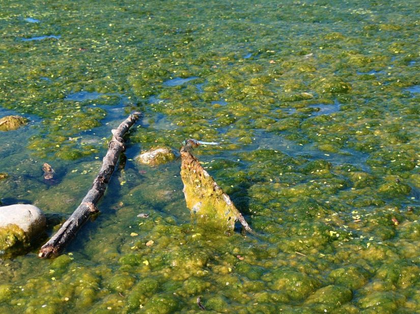 A very large light blue dragonfly perches on an algae-covered rock in the Don.