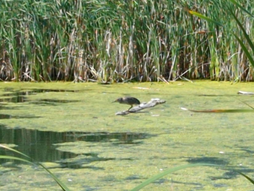 A heron of some kind stands on a log floating in a wetland.