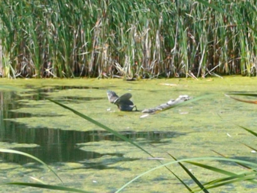 The heron faceplants into the water.
