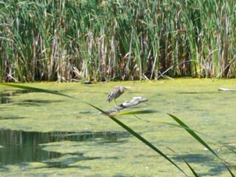 The heron is back on the log, facing in the other direction.