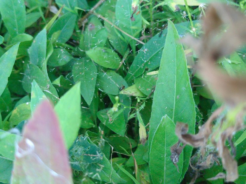 In low plants by the side of a path, a small glossy dark spider hangs in its sheet-like web (which is only visible because of little plant bits in it).