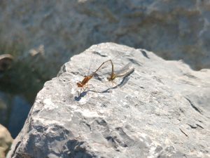 A pair of damselflies, one with the end of its body connected to just behind the other's head, perch on a rock.