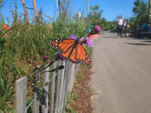 An orange-and-black butterfly perches on purple flowers overhanging a small low wooden fence next to a pathway.