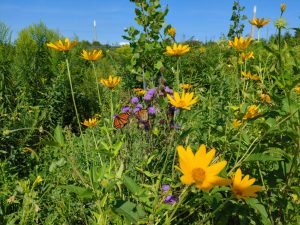 Orange-and-black monarch butterflies feed on purple flowers amid a meadow of tall plants and wildflowers.