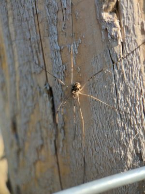 An opilionid, an arachnid with very long thin legs, two little eyes on a tubercle, and a blob-like body, is splayed out on a fence post.