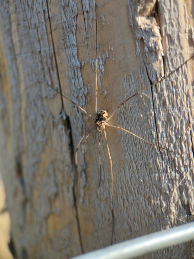 An opilionid, an arachnid with very long thin legs, two little eyes on a tubercle, and a blob-like body, is splayed out on a fence post.