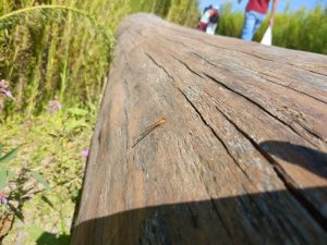 A pretty orange damselfly suns itself on a large log bench as parkgoers pass by.