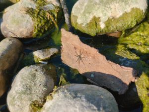 A small light grey-brown thin-legged wolf spider on a small piece of bark or driftwood.