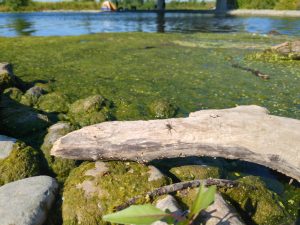 A small thin-legged wolf spider rests on a driftwood log near the rocky, algae-covered shore of the new Don River mouth.