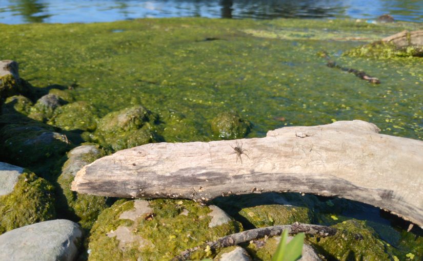 A small thin-legged wolf spider rests on a driftwood log near the rocky, algae-covered shore of the new Don River mouth.