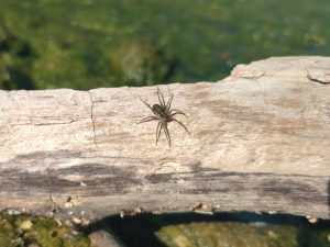 Close-up of the wolf spider on driftwood.