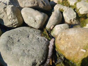 Algae-covered rocks by the water's edge, with a couple small wolf spiders basking on them.