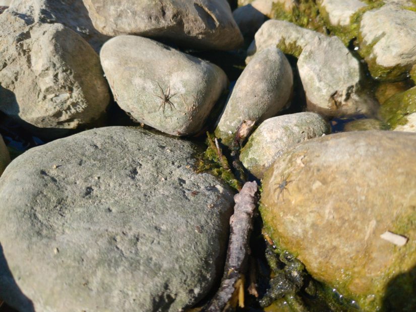 Algae-covered rocks by the water's edge, with a couple small wolf spiders basking on them.