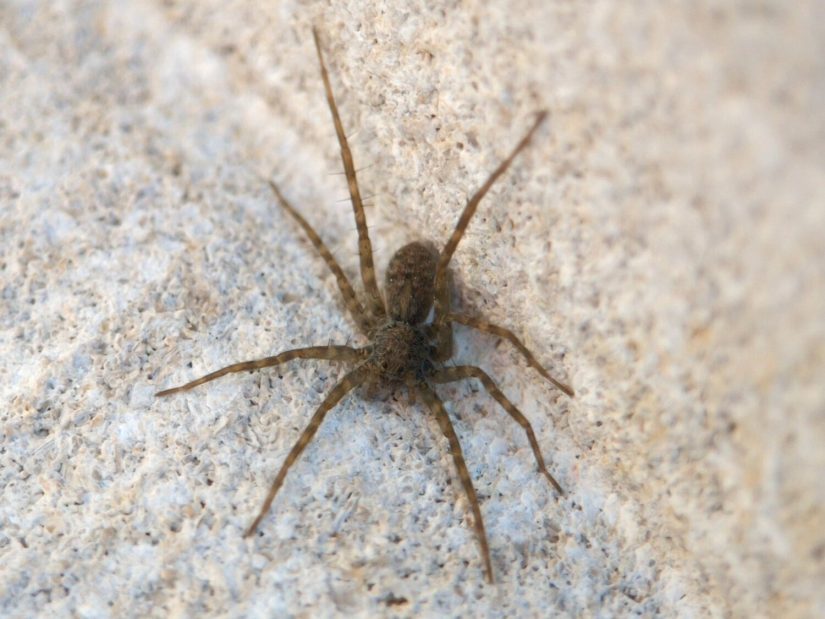 A grey-brown wolf spider with spiky legs on sculpted white stone.