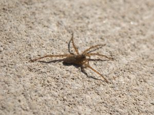A small wolf spider missing several legs basking in the sun on a stone sculpture.