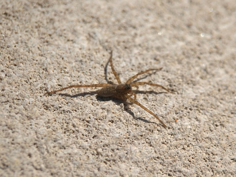 A small wolf spider missing several legs basking in the sun on a stone sculpture.