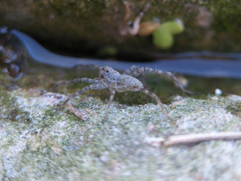 A small sprightly light-grey thin-legged wolf spider on the side of a rock, right next to the water.