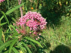 A large wasp, a bumblebee, and a honeybee all feeding on pink milkweed flowers.
