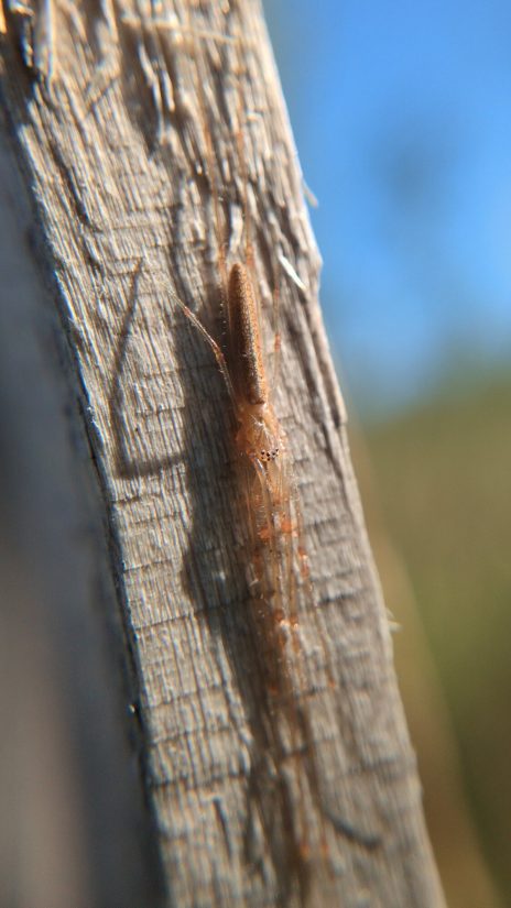 A long thin spider, a long-jawed orbweaver, flattened against a wooden picket in a fence.
