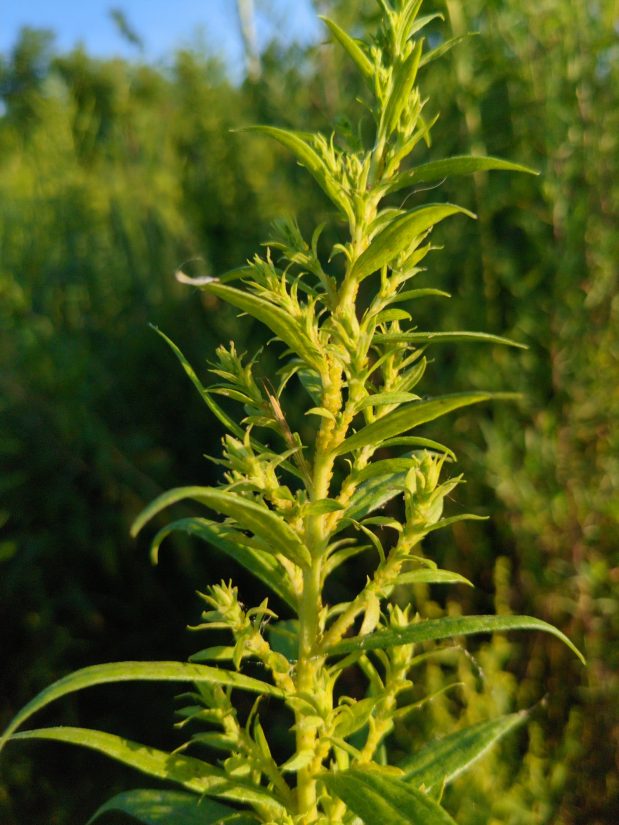 At golden hour, the top of an aphid-covered goldenrod plant. There is a spider somewhere in the picture.