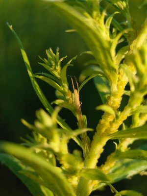 Close-up of very long thin spider on aphid-infested goldenrod.