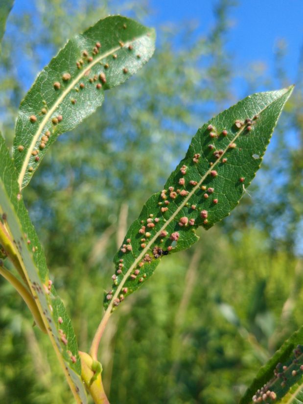 A narrow, shiny willow leaf covered with lots of little bumps.